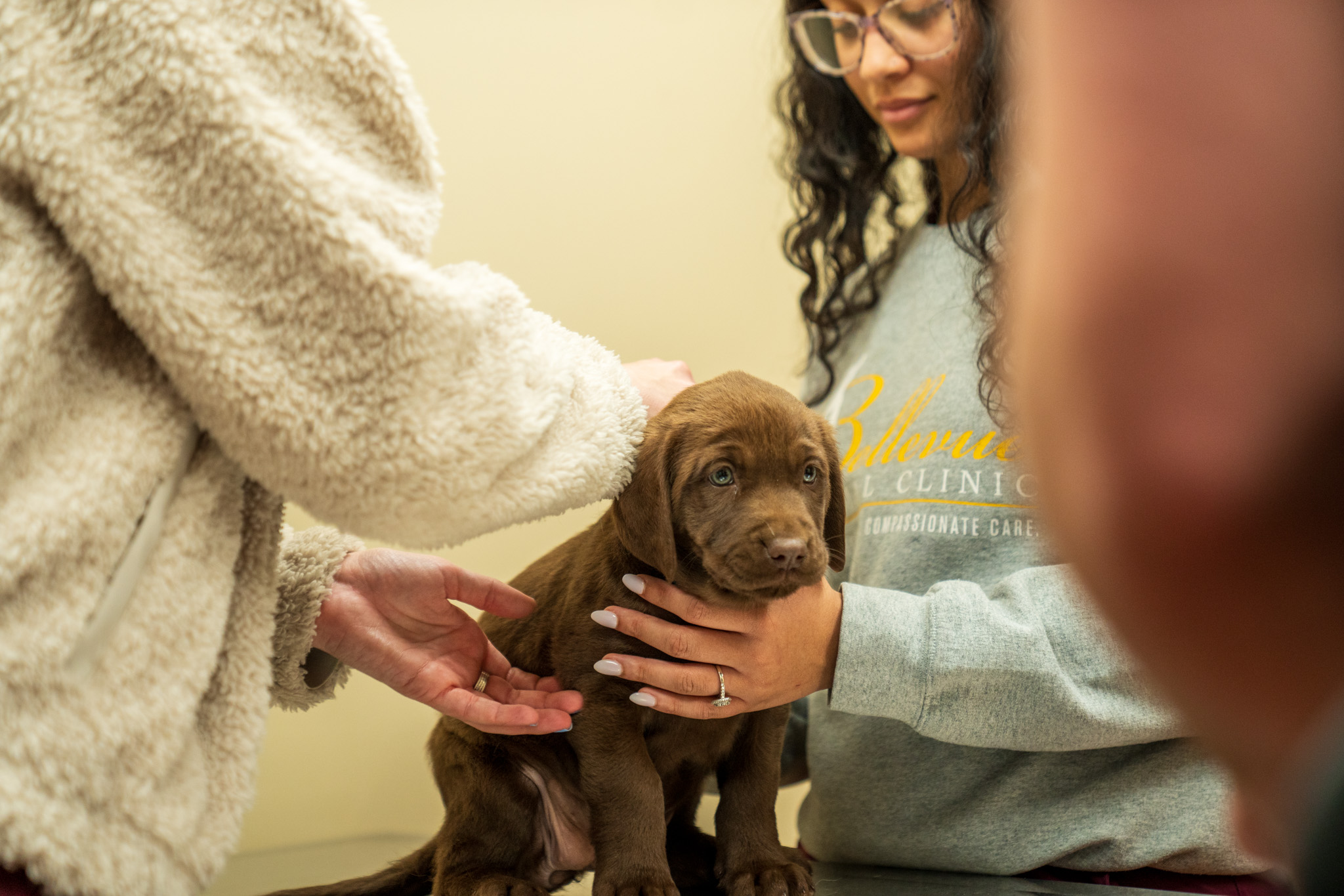 Bellevue Animal Clinic Photography