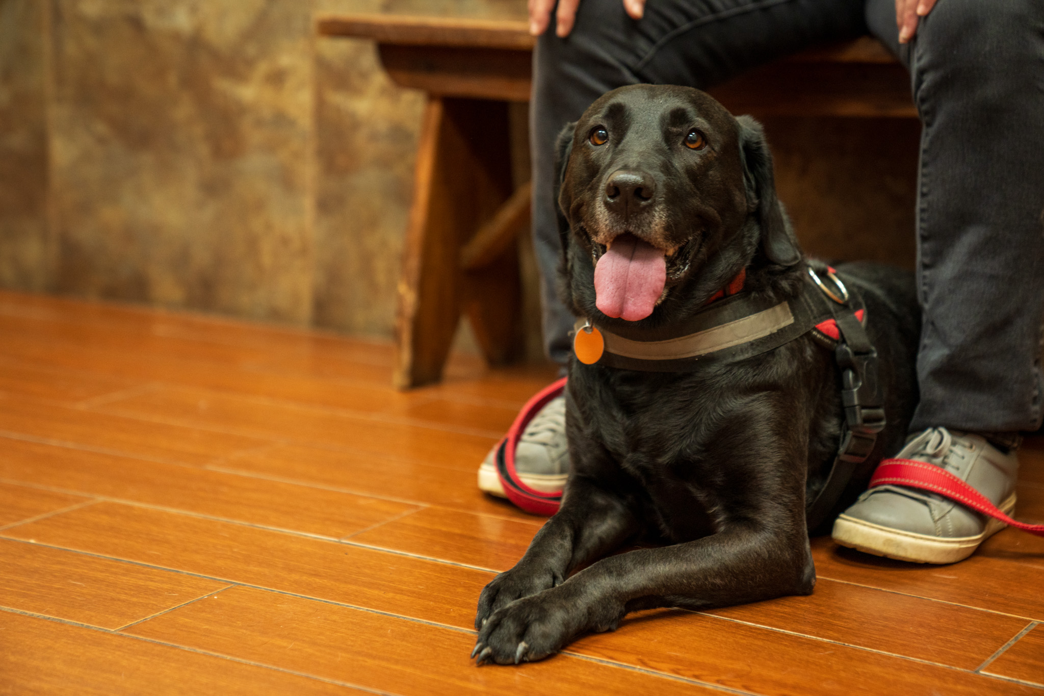 Bellevue Animal Clinic Photography